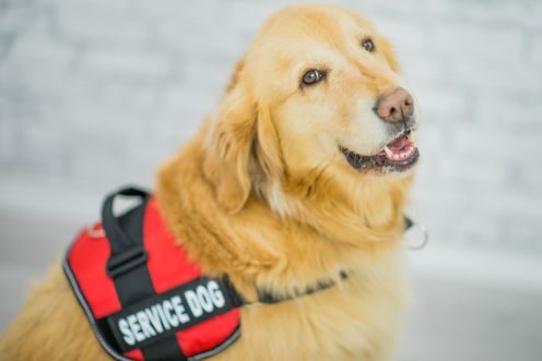 golden retreiver service dog